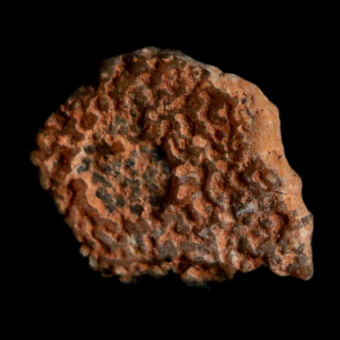 0.4" Megaloolithus Titanosaur Dinosaur Fossil Egg Shell Bouches Du Rhone France Display