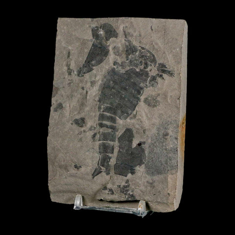 3.1" Eurypterus Sea Scorpion Fossil Eurypterid Silurian 420 Mil Yrs Old New York Stand