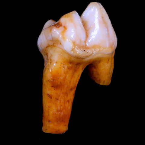 1.2" Extinct Cave Bear Ursus Spelaeus Pre-Molar Tooth Rooted Pleistocene Age COA - Fossil Age Minerals