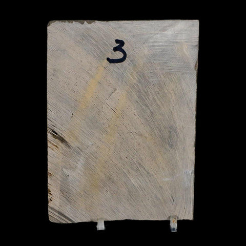 3.1" Eurypterus Sea Scorpion Fossil Eurypterid Silurian 420 Mil Yrs Old New York Stand