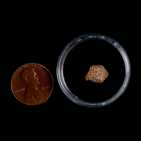 0.4" Megaloolithus Titanosaur Dinosaur Fossil Egg Shell Bouches Du Rhone France Display