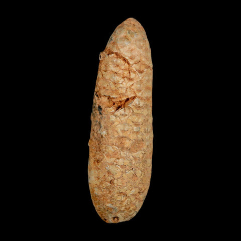 XXL 2.5" Fossil Pine Cone Equicalastrobus Replaced By Agate Eocene Age Seeds Fruit - Fossil Age Minerals
