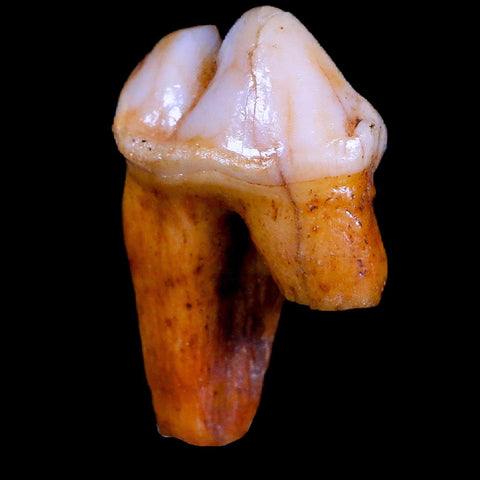 1.2" Extinct Cave Bear Ursus Spelaeus Pre-Molar Tooth Rooted Pleistocene Age COA - Fossil Age Minerals