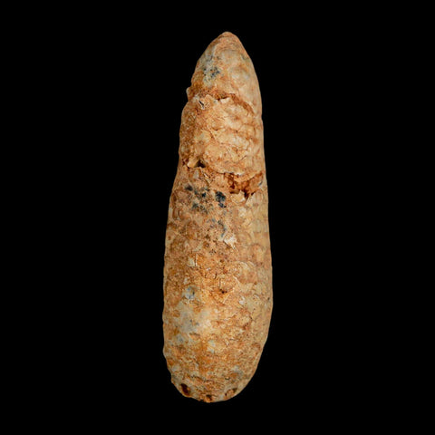 XXL 2.5" Fossil Pine Cone Equicalastrobus Replaced By Agate Eocene Age Seeds Fruit - Fossil Age Minerals