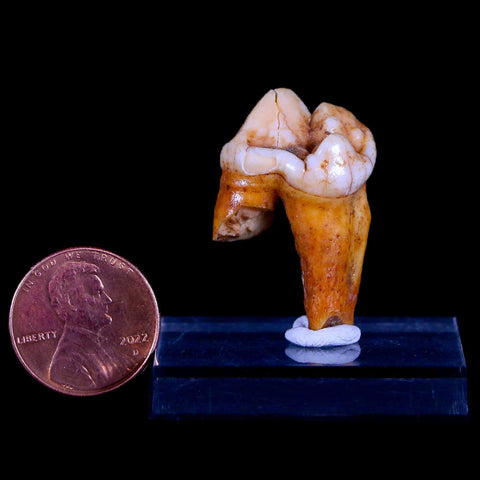 1.2" Extinct Cave Bear Ursus Spelaeus Pre-Molar Tooth Rooted Pleistocene Age COA - Fossil Age Minerals