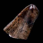 0.7" Tyrannosaurus Rex Dinosaur Fossil Serrated Tooth Tip Lance Creek FM WY COA