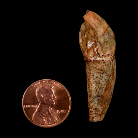 1.8" Extinct Cave Bear Ursus Spelaeus Incisor Tooth Rooted Pleistocene Age COA, Stand