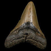 3.2" Quality Megalodon Shark Tooth Serrated Fossil Natural Miocene Age COA