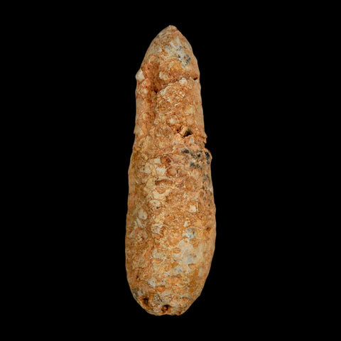 XXL 2.5" Fossil Pine Cone Equicalastrobus Replaced By Agate Eocene Age Seeds Fruit - Fossil Age Minerals