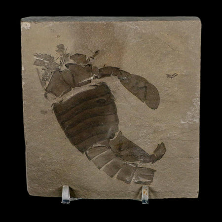 2.8" Eurypterus Sea Scorpion Fossil Eurypterid Silurian 420 Mil Yrs Old New York Stand