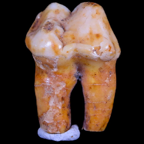 1" Extinct Cave Bear Ursus Spelaeus Pre-Molar Tooth Rooted Pleistocene Age COA - Fossil Age Minerals