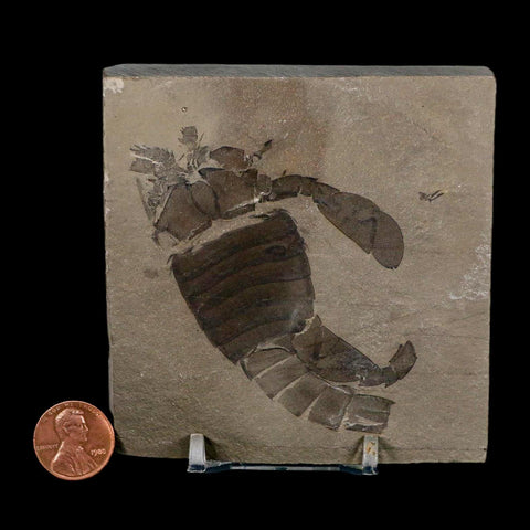 2.8" Eurypterus Sea Scorpion Fossil Eurypterid Silurian 420 Mil Yrs Old New York Stand - Fossil Age Minerals