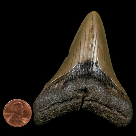 3.2" Quality Megalodon Shark Tooth Serrated Fossil Natural Miocene Age COA