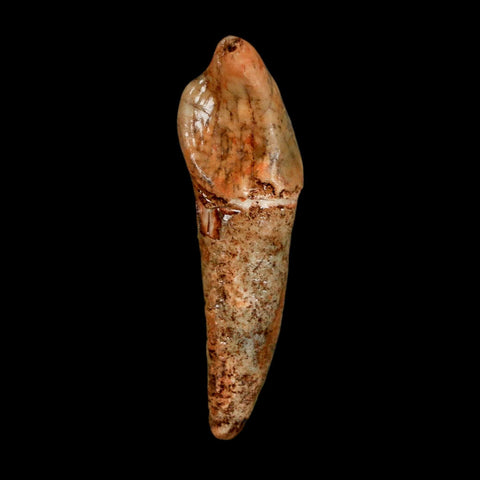 1.8" Extinct Cave Bear Ursus Spelaeus Incisor Tooth Rooted Pleistocene Age COA, Stand