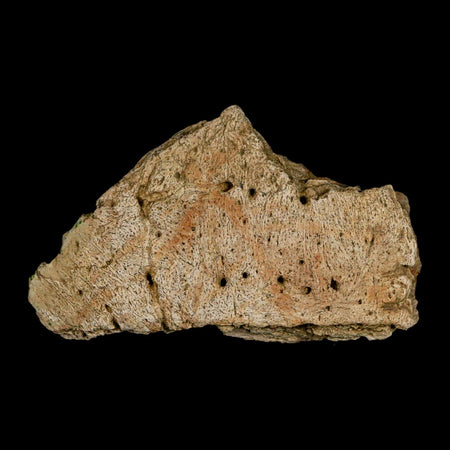 2.8" Ankylosaurus Fossil Skull Bone Lance Creek FM Cretaceous Dinosaur WY COA