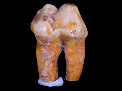 1" Extinct Cave Bear Ursus Spelaeus Pre-Molar Tooth Rooted Pleistocene Age COA - Fossil Age Minerals