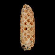 XXL 2.5" Fossil Pine Cone Equicalastrobus Replaced By Agate Eocene Age Seeds Fruit