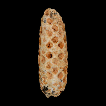 XXL 2.5" Fossil Pine Cone Equicalastrobus Replaced By Agate Eocene Age Seeds Fruit