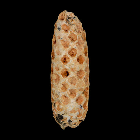 XXL 2.5" Fossil Pine Cone Equicalastrobus Replaced By Agate Eocene Age Seeds Fruit - Fossil Age Minerals