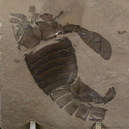 2.8" Eurypterus Sea Scorpion Fossil Eurypterid Silurian 420 Mil Yrs Old New York Stand