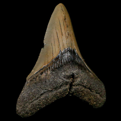 3.2" Quality Megalodon Shark Tooth Serrated Fossil Natural Miocene Age COA