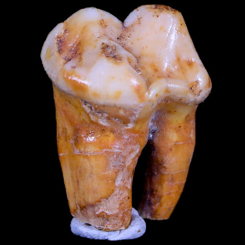 1" Extinct Cave Bear Ursus Spelaeus Pre-Molar Tooth Rooted Pleistocene Age COA - Fossil Age Minerals