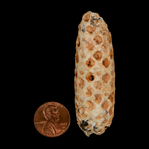 XXL 2.5" Fossil Pine Cone Equicalastrobus Replaced By Agate Eocene Age Seeds Fruit - Fossil Age Minerals
