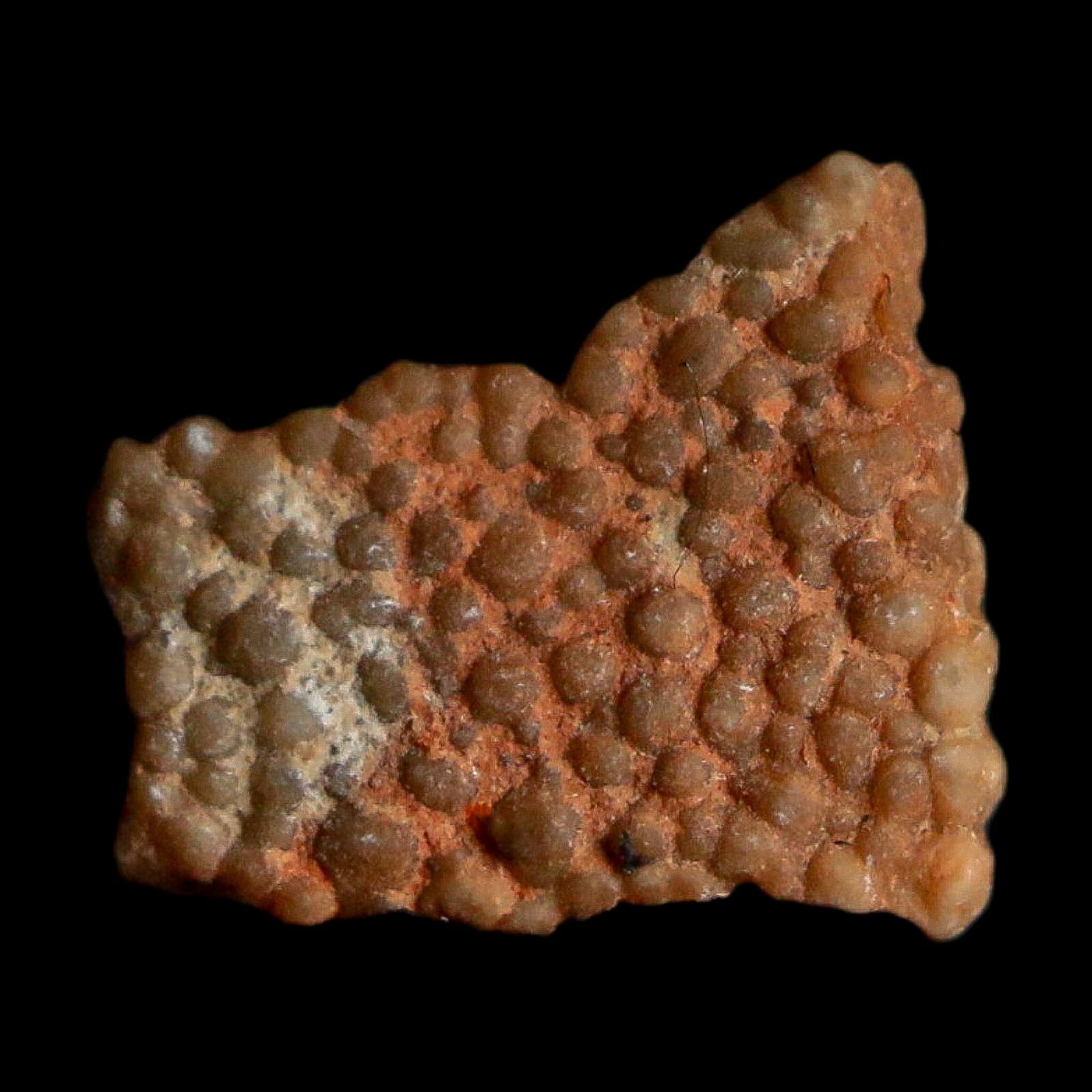 0.4" Megaloolithus Titanosaur Dinosaur Fossil Egg Shell Bouches Du Rhone France Display - Fossil Age Minerals