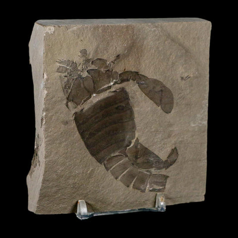 2.8" Eurypterus Sea Scorpion Fossil Eurypterid Silurian 420 Mil Yrs Old New York Stand - Fossil Age Minerals