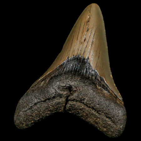 3.2" Quality Megalodon Shark Tooth Serrated Fossil Natural Miocene Age COA