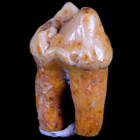 1" Extinct Cave Bear Ursus Spelaeus Pre-Molar Tooth Rooted Pleistocene Age COA - Fossil Age Minerals