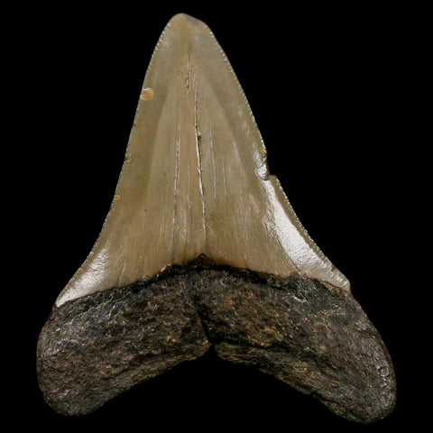 3.2" Quality Megalodon Shark Tooth Serrated Fossil Natural Miocene Age COA