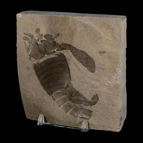 2.8" Eurypterus Sea Scorpion Fossil Eurypterid Silurian 420 Mil Yrs Old New York Stand - Fossil Age Minerals