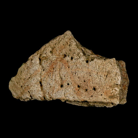 2.8" Ankylosaurus Fossil Skull Bone Lance Creek FM Cretaceous Dinosaur WY COA - Fossil Age Minerals