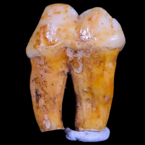 1" Extinct Cave Bear Ursus Spelaeus Pre-Molar Tooth Rooted Pleistocene Age COA - Fossil Age Minerals
