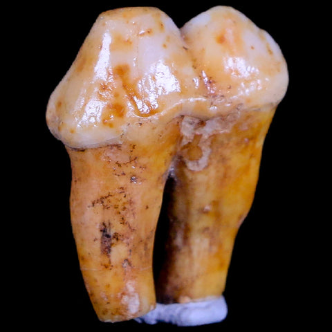 1" Extinct Cave Bear Ursus Spelaeus Pre-Molar Tooth Rooted Pleistocene Age COA - Fossil Age Minerals