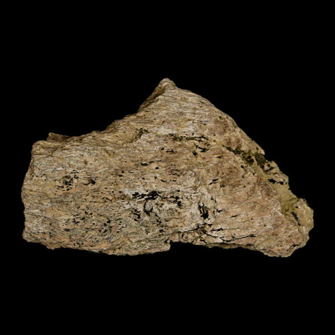 2.8" Ankylosaurus Fossil Skull Bone Lance Creek FM Cretaceous Dinosaur WY COA - Fossil Age Minerals