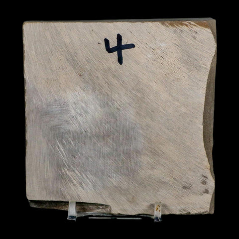 2.8" Eurypterus Sea Scorpion Fossil Eurypterid Silurian 420 Mil Yrs Old New York Stand - Fossil Age Minerals