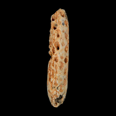 XXL 2.5" Fossil Pine Cone Equicalastrobus Replaced By Agate Eocene Age Seeds Fruit - Fossil Age Minerals