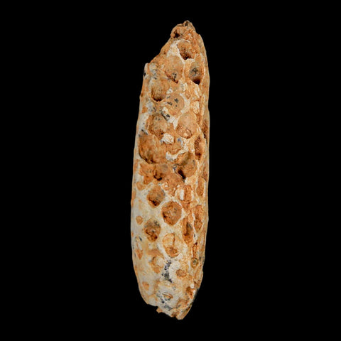 XXL 2.5" Fossil Pine Cone Equicalastrobus Replaced By Agate Eocene Age Seeds Fruit - Fossil Age Minerals