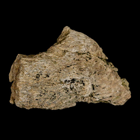 2.8" Ankylosaurus Fossil Skull Bone Lance Creek FM Cretaceous Dinosaur WY COA - Fossil Age Minerals