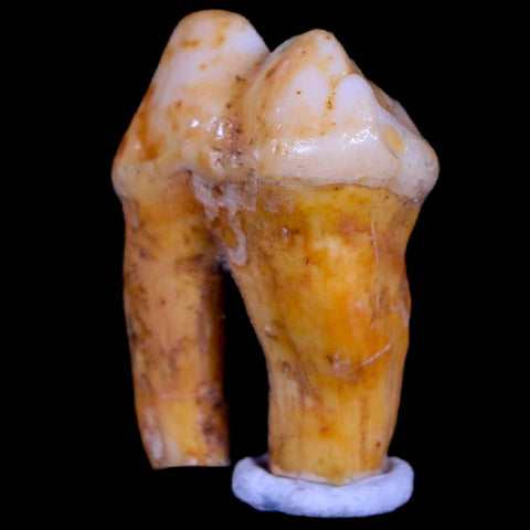 1" Extinct Cave Bear Ursus Spelaeus Pre-Molar Tooth Rooted Pleistocene Age COA - Fossil Age Minerals