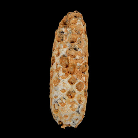 XXL 2.5" Fossil Pine Cone Equicalastrobus Replaced By Agate Eocene Age Seeds Fruit