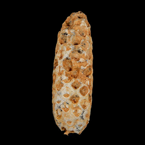 XXL 2.5" Fossil Pine Cone Equicalastrobus Replaced By Agate Eocene Age Seeds Fruit - Fossil Age Minerals