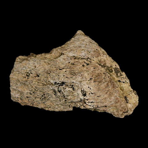 2.8" Ankylosaurus Fossil Skull Bone Lance Creek FM Cretaceous Dinosaur WY COA - Fossil Age Minerals