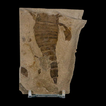 3.2" Eurypterus Sea Scorpion Fossil Eurypterid Silurian 420 Mil Yrs Old New York Stand