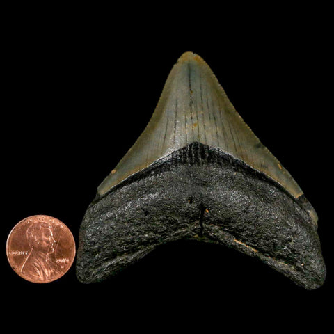 2.6" Quality Megalodon Shark Tooth Serrated Fossil Natural Miocene Age COA