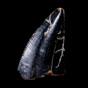 0.7" Tyrannosaurus Rex Dinosaur Fossil Serrated Tooth Tip Lance Creek FM WY COA