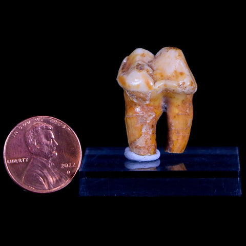 1" Extinct Cave Bear Ursus Spelaeus Pre-Molar Tooth Rooted Pleistocene Age COA - Fossil Age Minerals