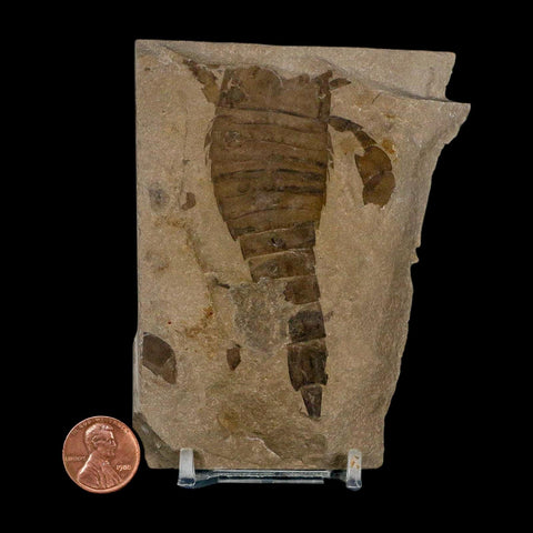 3.2" Eurypterus Sea Scorpion Fossil Eurypterid Silurian 420 Mil Yrs Old New York Stand - Fossil Age Minerals